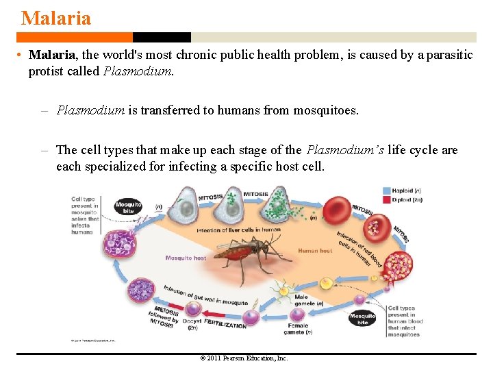 Malaria • Malaria, the world's most chronic public health problem, is caused by a Malaria • Malaria, the world's most chronic public health problem, is caused by a