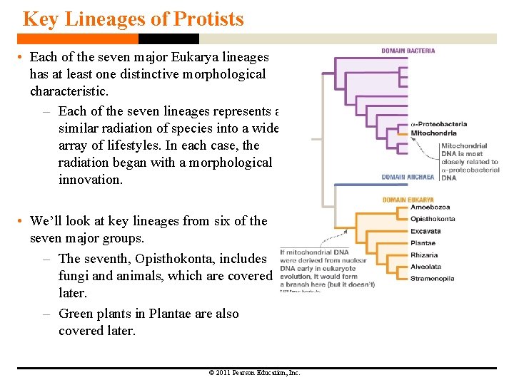 Key Lineages of Protists • Each of the seven major Eukarya lineages has at Key Lineages of Protists • Each of the seven major Eukarya lineages has at