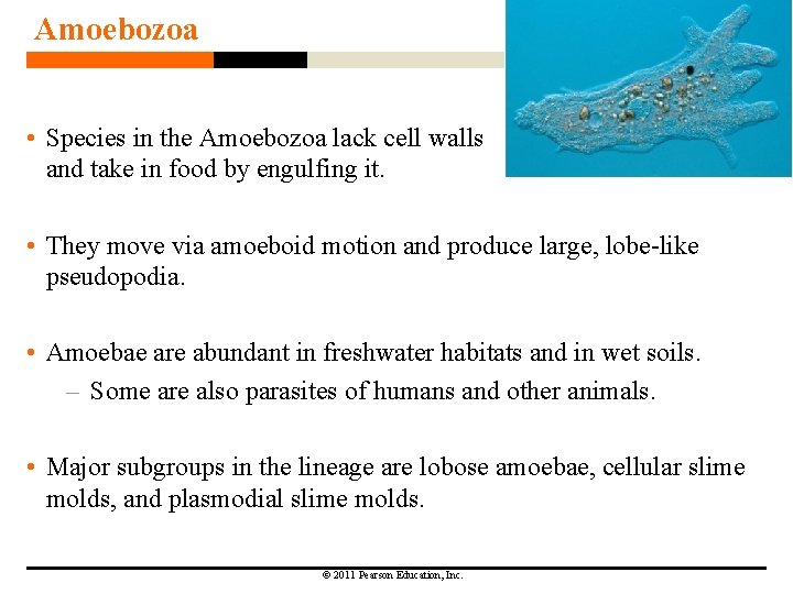 Amoebozoa • Species in the Amoebozoa lack cell walls and take in food by Amoebozoa • Species in the Amoebozoa lack cell walls and take in food by