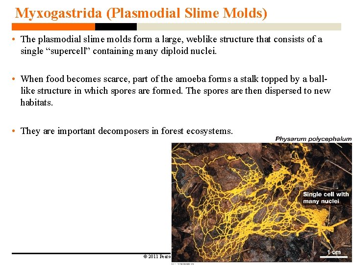 Myxogastrida (Plasmodial Slime Molds) • The plasmodial slime molds form a large, weblike structure Myxogastrida (Plasmodial Slime Molds) • The plasmodial slime molds form a large, weblike structure