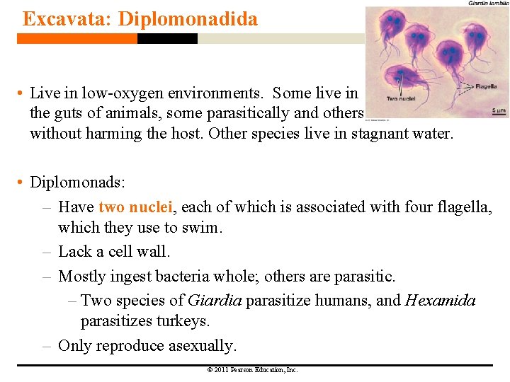 Excavata: Diplomonadida • Live in low-oxygen environments. Some live in the guts of animals, Excavata: Diplomonadida • Live in low-oxygen environments. Some live in the guts of animals,