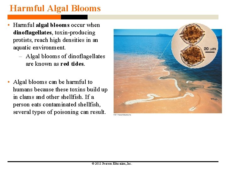 Harmful Algal Blooms • Harmful algal blooms occur when dinoflagellates, toxin-producing protists, reach high Harmful Algal Blooms • Harmful algal blooms occur when dinoflagellates, toxin-producing protists, reach high