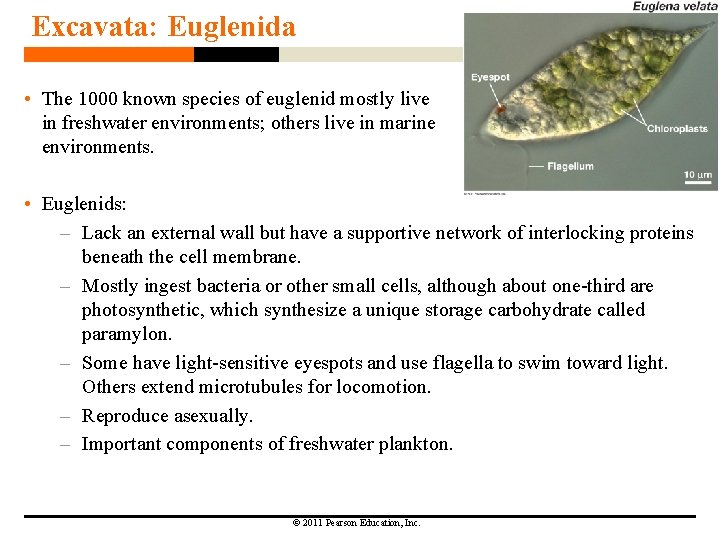 Excavata: Euglenida • The 1000 known species of euglenid mostly live in freshwater environments; Excavata: Euglenida • The 1000 known species of euglenid mostly live in freshwater environments;
