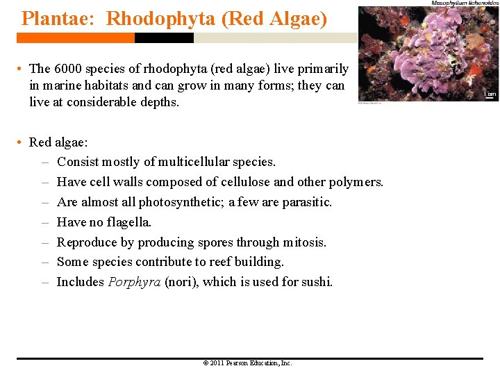 Plantae: Rhodophyta (Red Algae) • The 6000 species of rhodophyta (red algae) live primarily Plantae: Rhodophyta (Red Algae) • The 6000 species of rhodophyta (red algae) live primarily