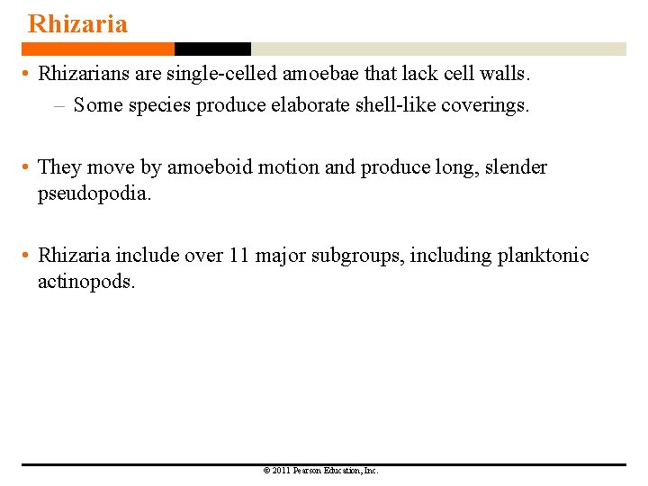 Rhizaria • Rhizarians are single-celled amoebae that lack cell walls. – Some species produce Rhizaria • Rhizarians are single-celled amoebae that lack cell walls. – Some species produce