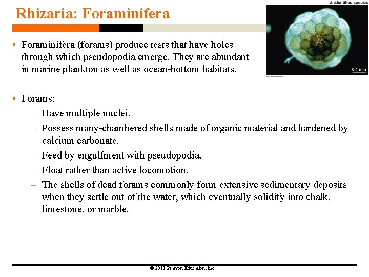 Rhizaria: Foraminifera • Foraminifera (forams) produce tests that have holes through which pseudopodia emerge. Rhizaria: Foraminifera • Foraminifera (forams) produce tests that have holes through which pseudopodia emerge.