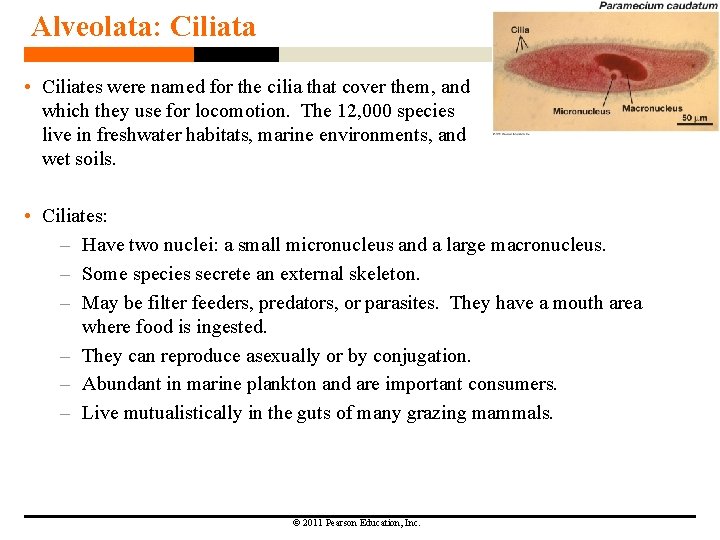 Alveolata: Ciliata • Ciliates were named for the cilia that cover them, and which Alveolata: Ciliata • Ciliates were named for the cilia that cover them, and which