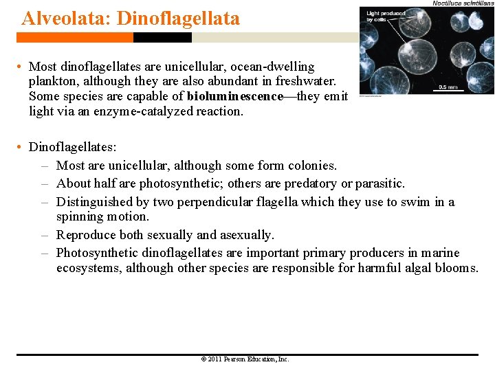 Alveolata: Dinoflagellata • Most dinoflagellates are unicellular, ocean-dwelling plankton, although they are also abundant Alveolata: Dinoflagellata • Most dinoflagellates are unicellular, ocean-dwelling plankton, although they are also abundant