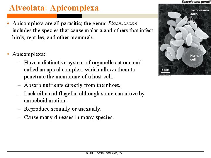 Alveolata: Apicomplexa • Apicomplexa are all parasitic; the genus Plasmodium includes the species that Alveolata: Apicomplexa • Apicomplexa are all parasitic; the genus Plasmodium includes the species that