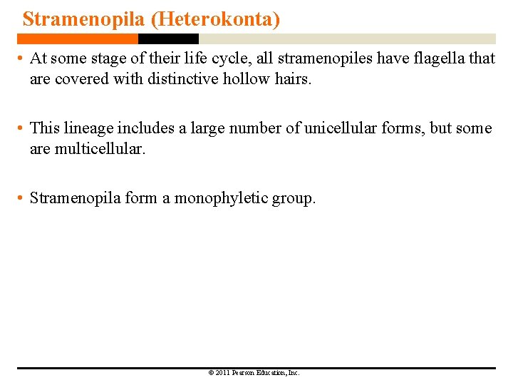 Stramenopila (Heterokonta) • At some stage of their life cycle, all stramenopiles have flagella Stramenopila (Heterokonta) • At some stage of their life cycle, all stramenopiles have flagella