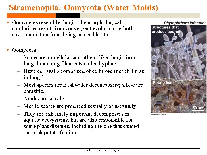 Stramenopila: Oomycota (Water Molds) • Oomycetes resemble fungi—the morphological similarities result from convergent evolution, Stramenopila: Oomycota (Water Molds) • Oomycetes resemble fungi—the morphological similarities result from convergent evolution,