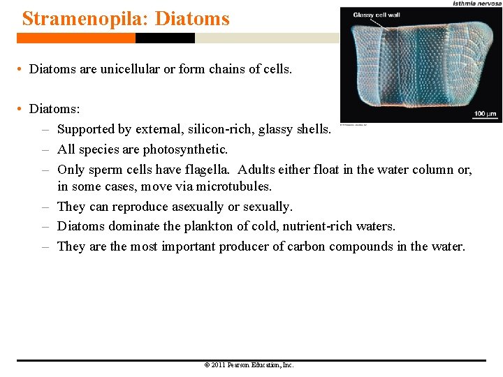 Stramenopila: Diatoms • Diatoms are unicellular or form chains of cells. • Diatoms: – Stramenopila: Diatoms • Diatoms are unicellular or form chains of cells. • Diatoms: –