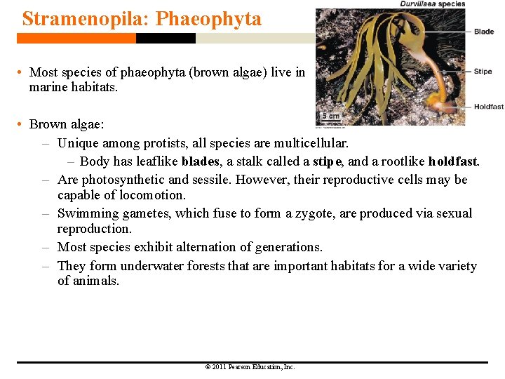 Stramenopila: Phaeophyta • Most species of phaeophyta (brown algae) live in marine habitats. • Stramenopila: Phaeophyta • Most species of phaeophyta (brown algae) live in marine habitats. •
