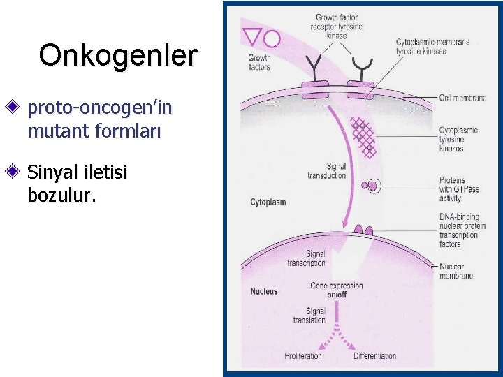 Onkogenler proto-oncogen’in mutant formları Sinyal iletisi bozulur. 