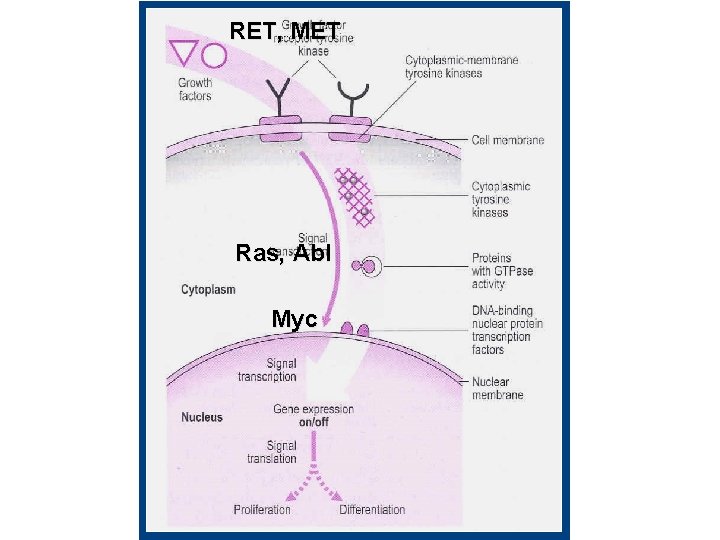 RET, MET Ras, Abl Myc 