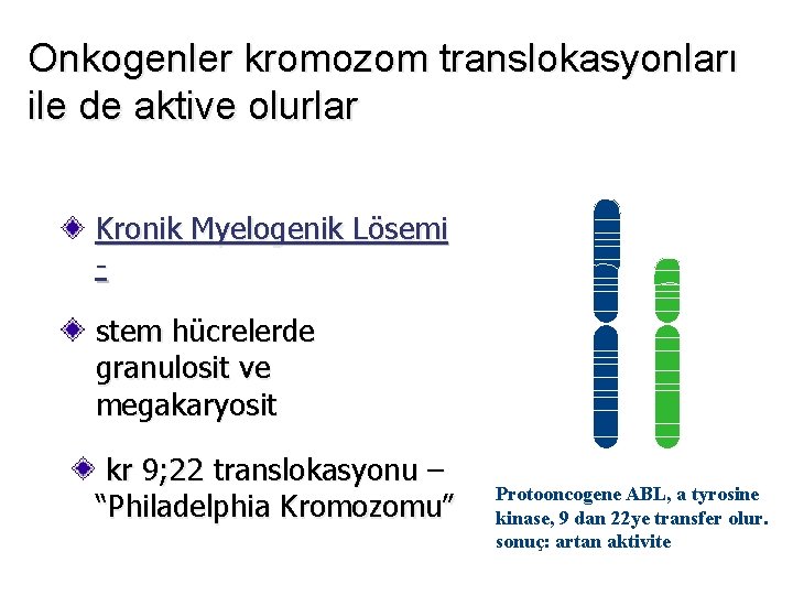 Onkogenler kromozom translokasyonları ile de aktive olurlar Kronik Myelogenik Lösemi stem hücrelerde granulosit ve