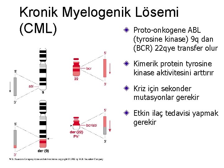 Kronik Myelogenik Lösemi Proto-onkogene ABL (CML) (tyrosine kinase) 9 q dan (BCR) 22 qye