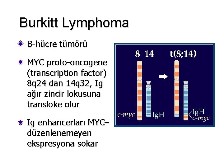 Burkitt Lymphoma B-hücre tümörü MYC proto-oncogene (transcription factor) 8 q 24 dan 14 q