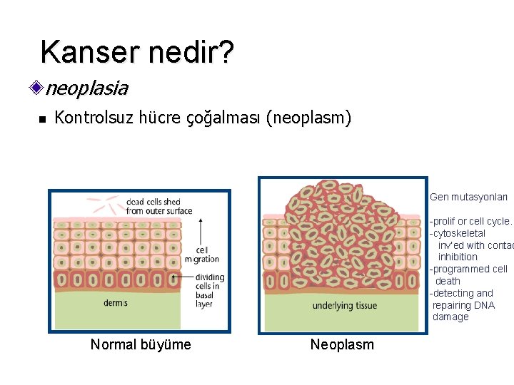 Kanser nedir? neoplasia n Kontrolsuz hücre çoğalması (neoplasm) Gen mutasyonları -prolif or cell cycle.