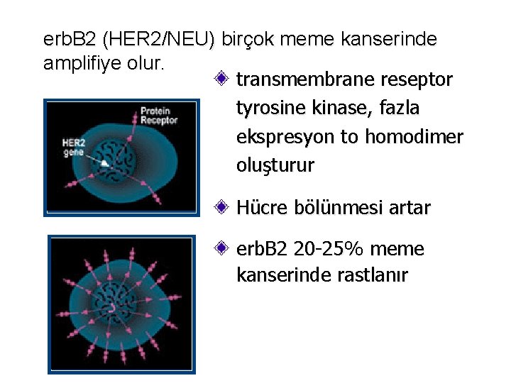 erb. B 2 (HER 2/NEU) birçok meme kanserinde amplifiye olur. transmembrane reseptor tyrosine kinase,