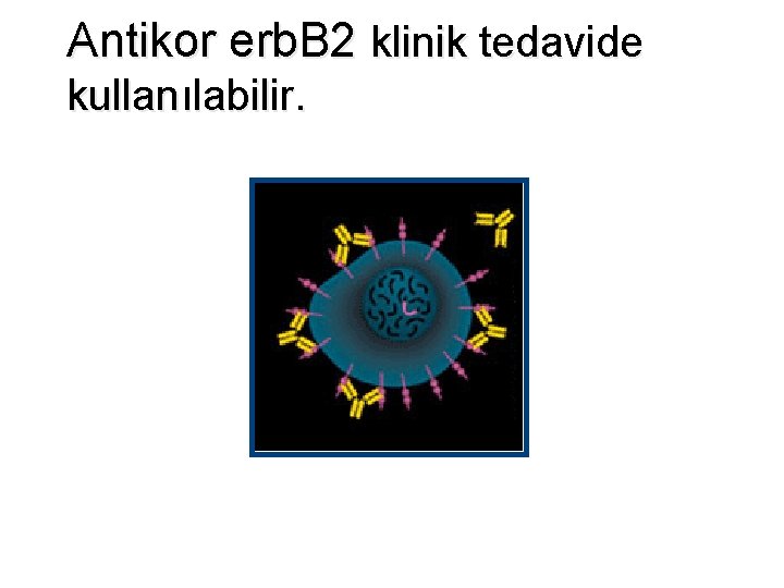 Antikor erb. B 2 klinik tedavide kullanılabilir. 