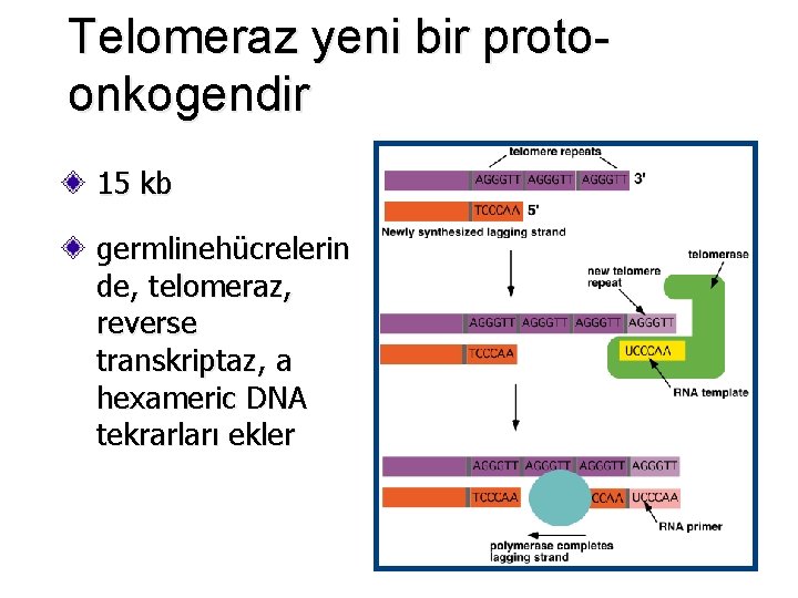 Telomeraz yeni bir protoonkogendir 15 kb germlinehücrelerin de, telomeraz, reverse transkriptaz, a hexameric DNA