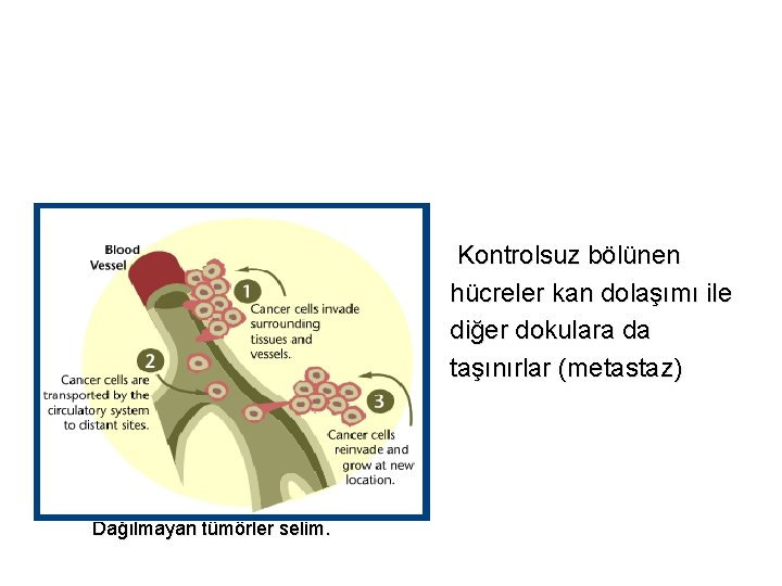 Kontrolsuz bölünen hücreler kan dolaşımı ile diğer dokulara da taşınırlar (metastaz) Dağılmayan tümörler selim.