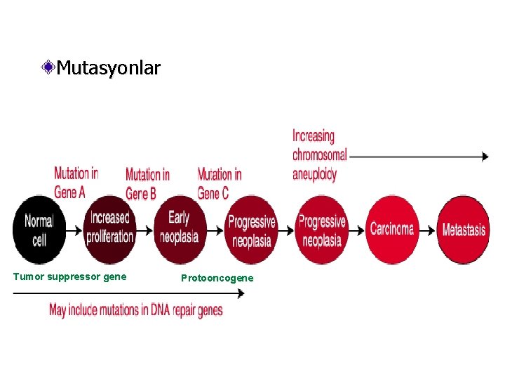 Mutasyonlar Tumor suppressor gene Protooncogene 