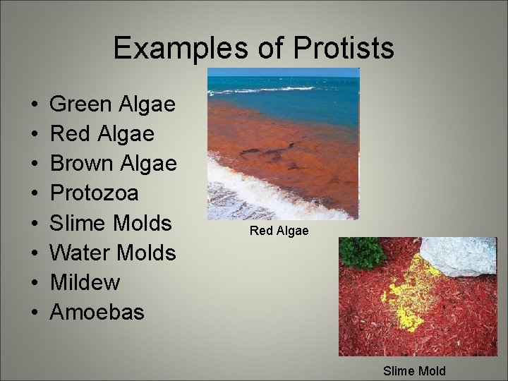 Examples of Protists • • Green Algae Red Algae Brown Algae Protozoa Slime Molds
