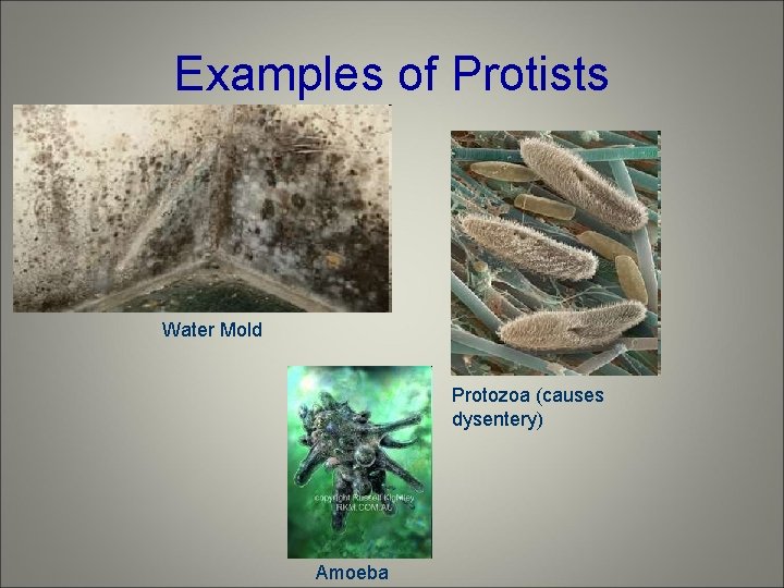 Examples of Protists Water Mold Protozoa (causes dysentery) Amoeba 