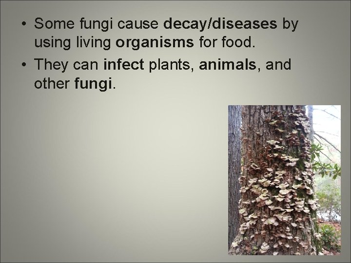  • Some fungi cause decay/diseases by using living organisms for food. • They