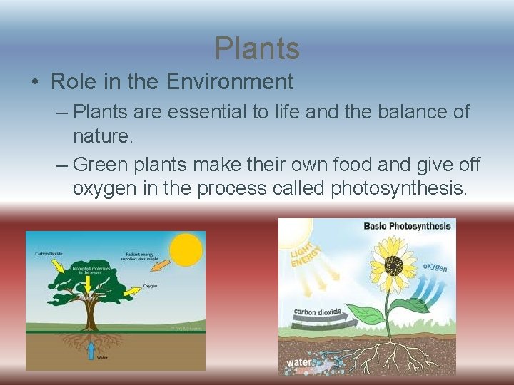 Plants • Role in the Environment – Plants are essential to life and the