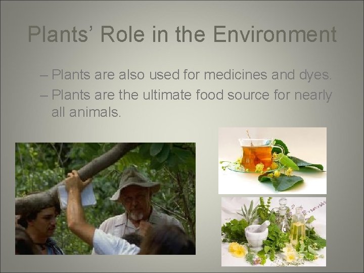 Plants’ Role in the Environment – Plants are also used for medicines and dyes.