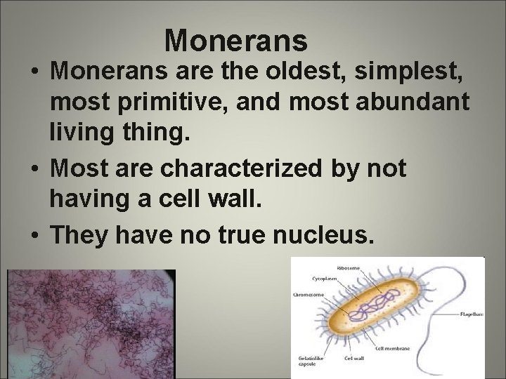 Monerans • Monerans are the oldest, simplest, most primitive, and most abundant living thing.