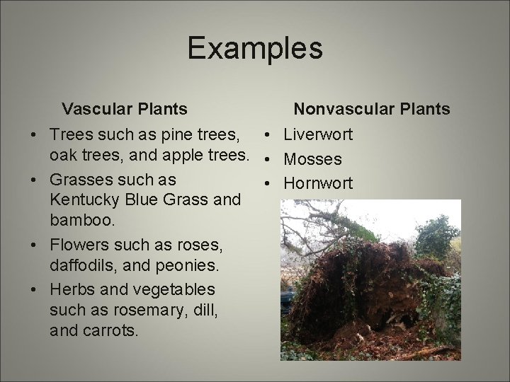 Examples Vascular Plants Nonvascular Plants • Trees such as pine trees, • Liverwort oak