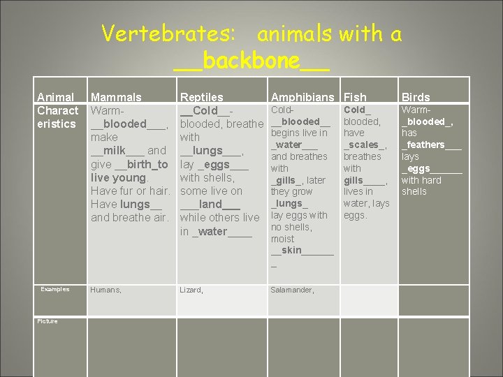 Vertebrates: animals with a __backbone__ Animal Charact eristics Examples Picture Mammals Warm__blooded___, make __milk___