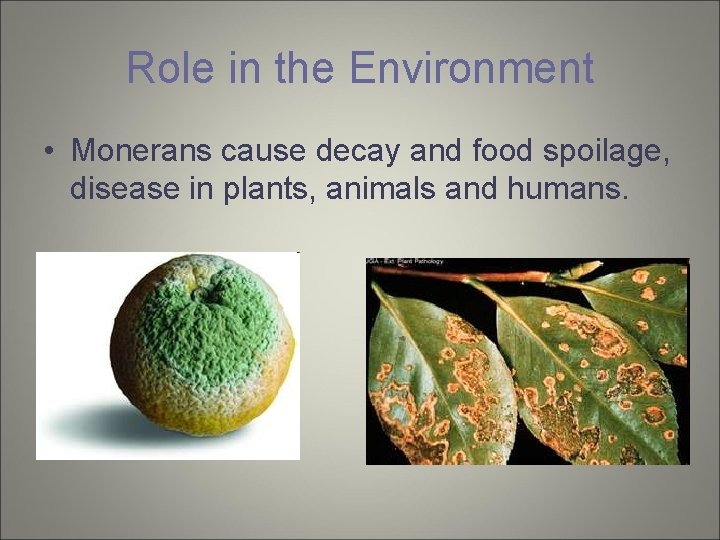Role in the Environment • Monerans cause decay and food spoilage, disease in plants,