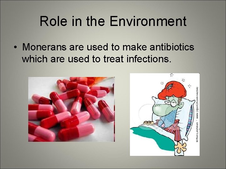 Role in the Environment • Monerans are used to make antibiotics which are used