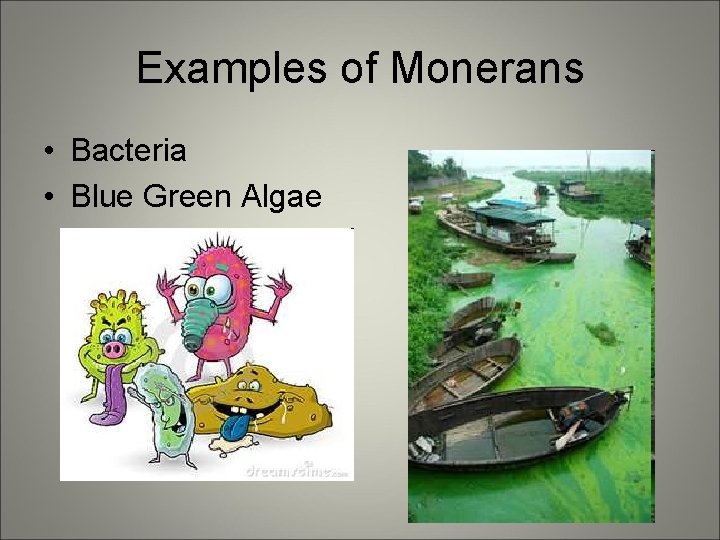 Examples of Monerans • Bacteria • Blue Green Algae 