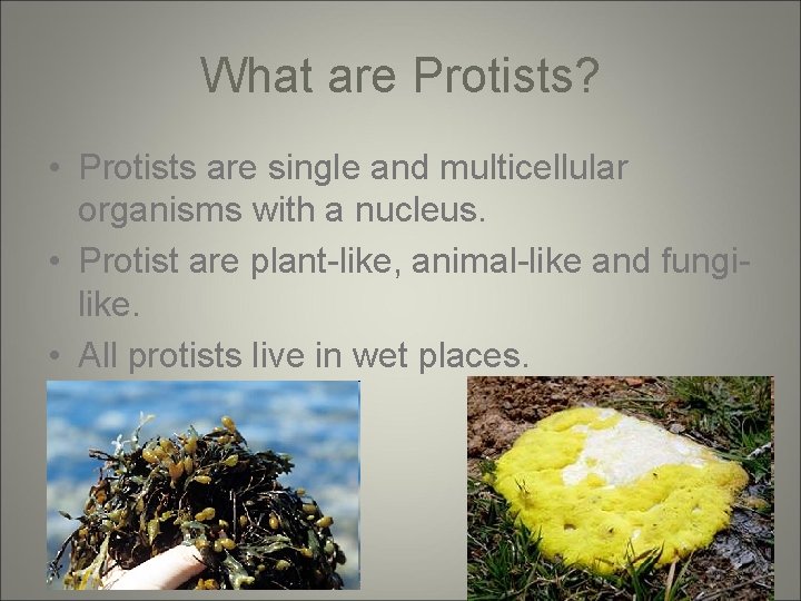 What are Protists? • Protists are single and multicellular organisms with a nucleus. •