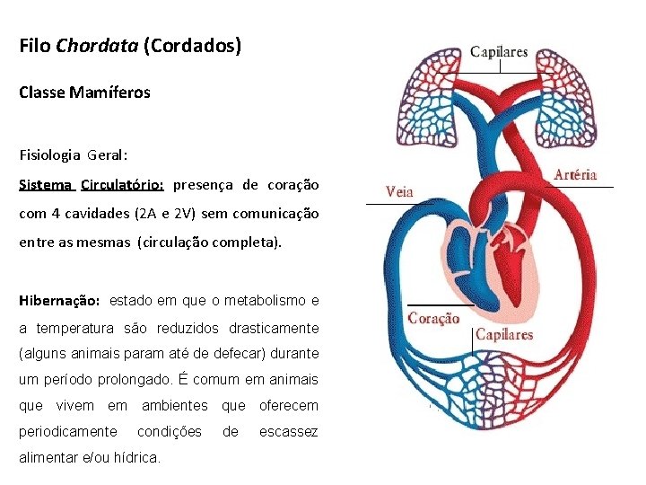 Filo Chordata (Cordados) Classe Mamíferos Fisiologia Geral: Sistema Circulatório: presença de coração com 4