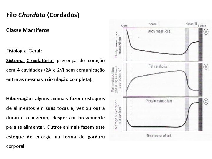 Filo Chordata (Cordados) Classe Mamíferos Fisiologia Geral: Sistema Circulatório: presença de coração com 4