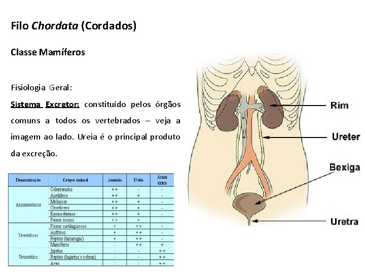 Filo Chordata (Cordados) Classe Mamíferos Fisiologia Geral: Sistema Excretor: constituído pelos órgãos comuns a