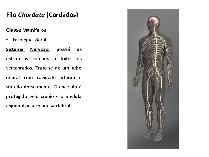 Filo Chordata (Cordados) Classe Mamíferos • Fisiologia Geral: Sistema Nervoso: possui as estruturas comuns Filo Chordata (Cordados) Classe Mamíferos • Fisiologia Geral: Sistema Nervoso: possui as estruturas comuns