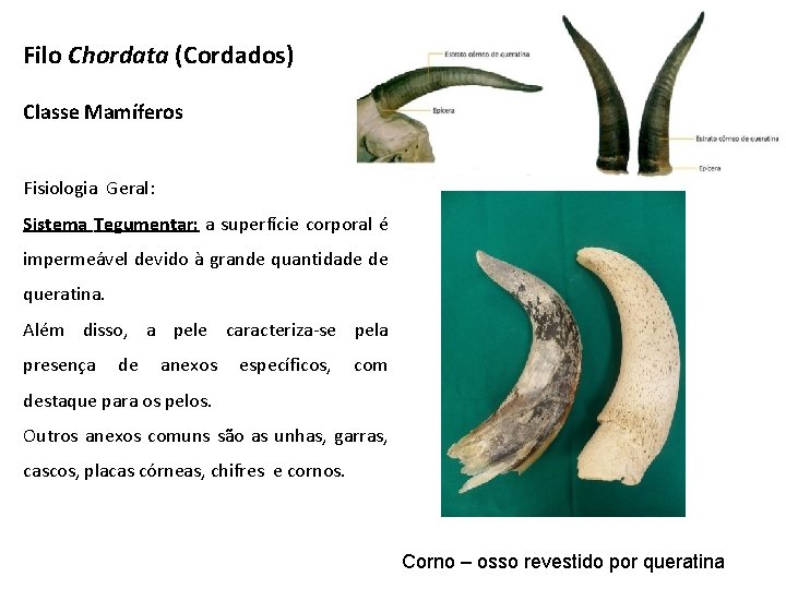 Filo Chordata (Cordados) Classe Mamíferos Fisiologia Geral: Sistema Tegumentar: a superfície corporal é impermeável Filo Chordata (Cordados) Classe Mamíferos Fisiologia Geral: Sistema Tegumentar: a superfície corporal é impermeável