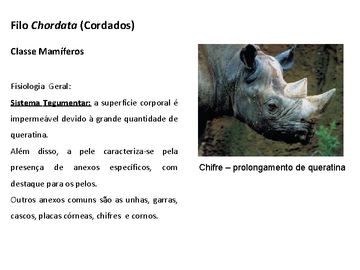 Filo Chordata (Cordados) Classe Mamíferos Fisiologia Geral: Sistema Tegumentar: a superfície corporal é impermeável