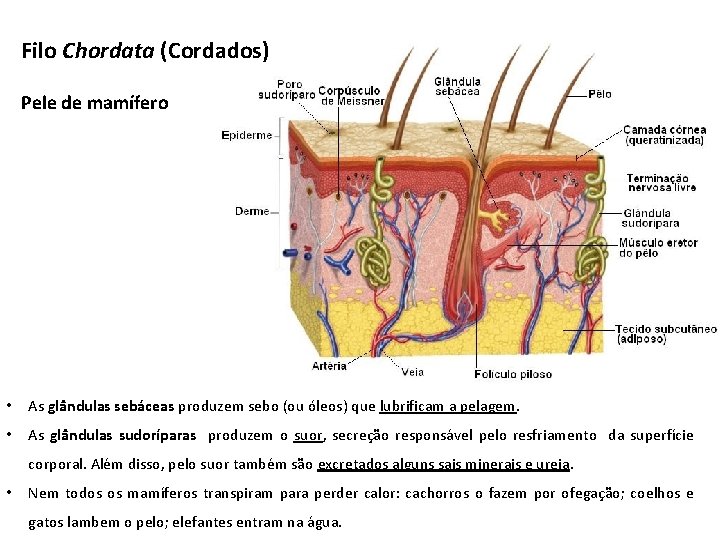 Filo Chordata (Cordados) Pele de mamífero • As glândulas sebáceas produzem sebo (ou óleos) Filo Chordata (Cordados) Pele de mamífero • As glândulas sebáceas produzem sebo (ou óleos)
