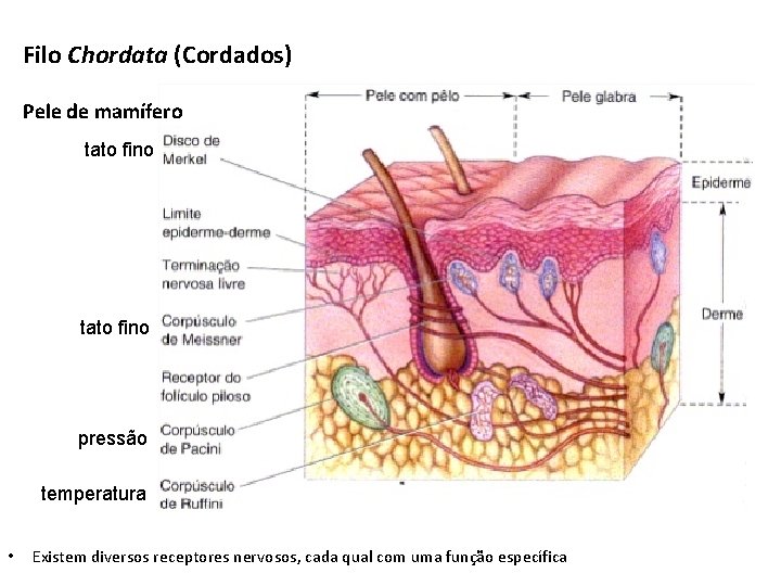 Filo Chordata (Cordados) Pele de mamífero tato fino pressão temperatura • Existem diversos receptores