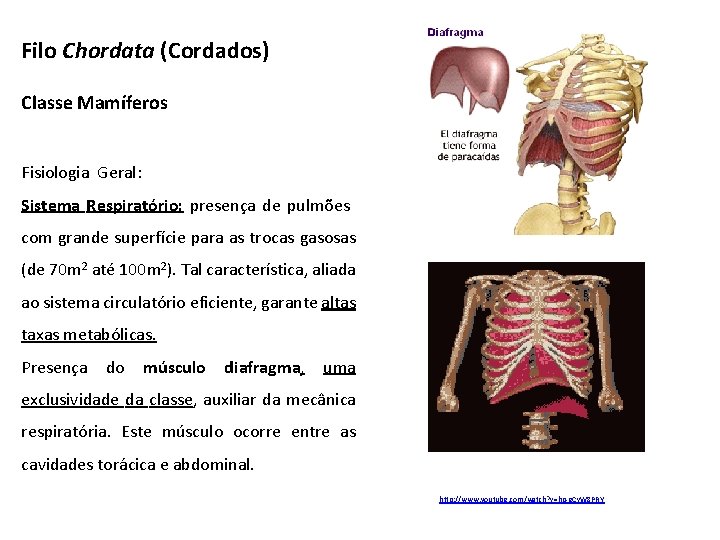 Filo Chordata (Cordados) Classe Mamíferos Fisiologia Geral: Sistema Respiratório: presença de pulmões com grande