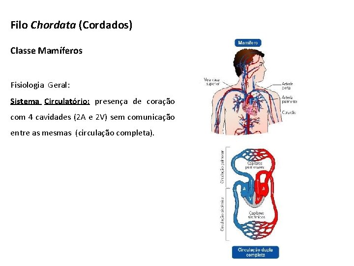 Filo Chordata (Cordados) Classe Mamíferos Fisiologia Geral: Sistema Circulatório: presença de coração com 4